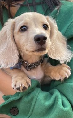 a small white dog sitting on top of a woman's lap wearing a green shirt