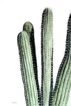 a drawing of a cactus in a pot