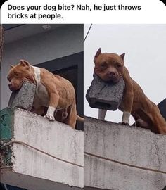 two brown dogs sitting on top of cement blocks with their heads resting on each other