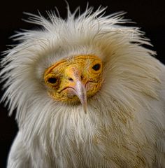 a close up of a white bird with yellow eyes and long hair on it's head