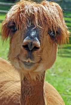 an alpaca looking at the camera with shaggy hair on it's head