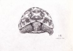 a pencil drawing of a turtle with its head turned to the side and eyes closed