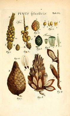 an antique print of pine cones and other tree nuts from the early 19th century,