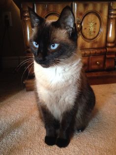 a siamese cat sitting on the floor in front of a grandfather's clock