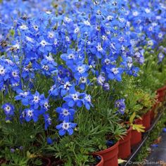 blue flowers are growing in red clay pots