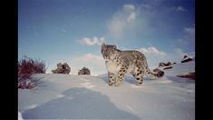 a snow leopard standing on top of a snow covered hill