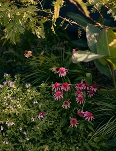 pink and white flowers are in the middle of green plants, with leaves around them