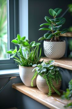 three potted plants sitting on top of wooden shelves