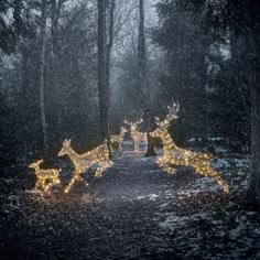 two reindeers in the woods with christmas lights