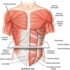 the muscles are labeled in this diagram