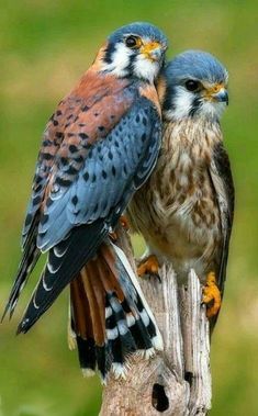 two birds sitting on top of a wooden post