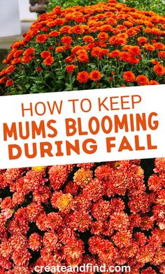 How to keep fall mums alive and blooming. Mum Planters, Porch Planter Ideas, Fall Flower Pots, Fall Pots, Potted Mums, Fall Flowers Garden, Planting Mums, Front Porch Flowers