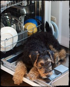 a black and brown dog laying on top of an open dishwasher