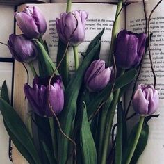 purple tulips sitting on top of an open book