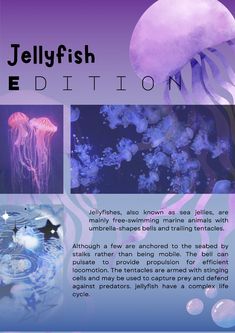 Jellyfish poster // <3 to jellyfish Australian Spotted Jellyfish, Jellyfish Username Ideas, Jellyfish Graphic Design, Jellyfish Information, Jellyfish Symbolism, Jellyfish Core, Pretty Jellyfish, Stardust Cookie, Jellyfish Poster