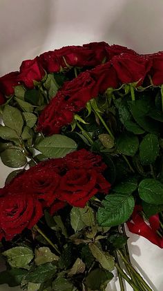 a bunch of red roses with water droplets on them