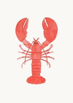 a watercolor drawing of a lobster on a white background with the words, i'm