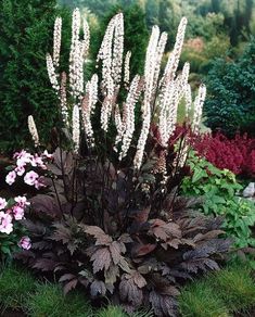 the flowers are blooming in the garden with purple and white foliages around them