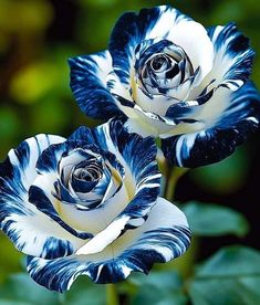 two blue and white flowers with green leaves