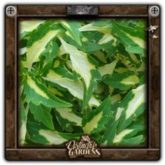 green leaves in a wooden frame with the words garden grows on it's side