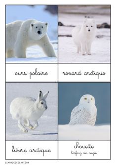 four polar bears and two white arctic animals with words describing their names in different languages