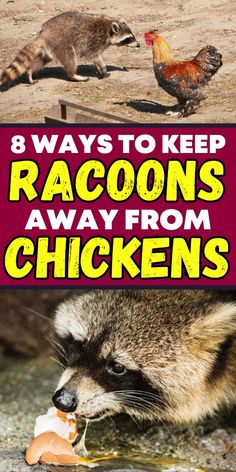 Protect your chickens from raccoons with our guide. Learn effective ways to deter these pesky animals. Chicken Thoughts, Barnyard Chickens, Raccoon Repellent, Raising Chickens 101, Omnivorous Animals, Chicken Enclosure, Hedgehog Care, Chicken Feeder Diy, Chicken Raising