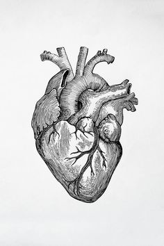 a black and white drawing of a human heart