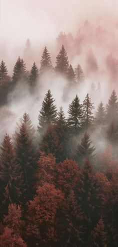 the trees are covered in fog and mist