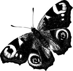 a black and white image of a butterfly on a white background, vintage line drawing or engraving style