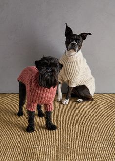 two small dogs wearing sweaters and boots