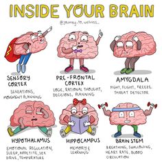 an image of the brain with different parts labeled in each section, including words and pictures