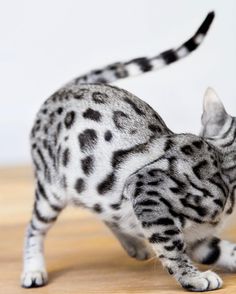 a black and white spotted cat standing on top of a wooden floor next to a wall