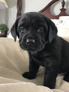 a black puppy sitting on top of a bed