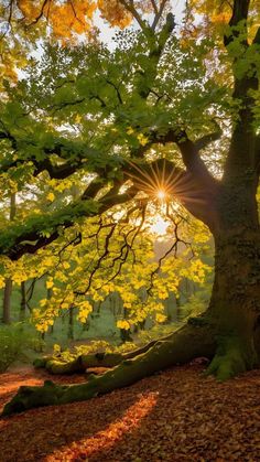 the sun shines through an oak tree in autumn