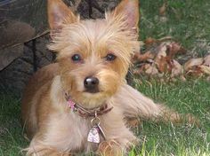 a small brown dog laying in the grass