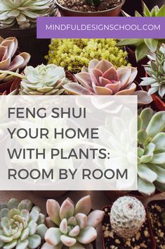 succulents in pots with text overlay that reads feng shui your home with plants room by room