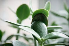 a close up of a plant with green leaves