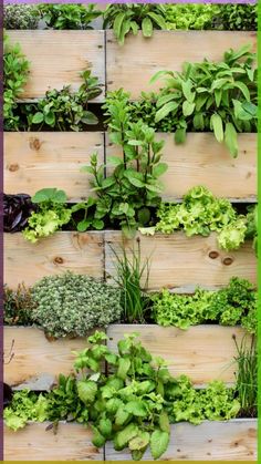 a vertical garden wall made out of wooden pallets with plants growing on them and herbs in the middle