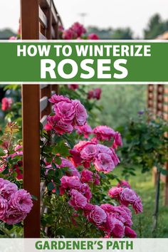 pink roses growing in the garden with text overlay how to winterize roses gardener's path