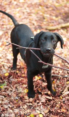 a small black dog standing on top of leaves and holding a stick in its mouth