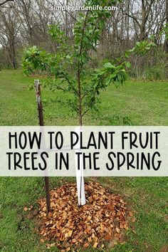 How To Plant Fruit Trees In The Spring by simplegardenlife.com Strawberry Garden Ideas, Planting Cherry Trees, Strawberry Planter Ideas, Strawberry Gardening, Fruit Garden Layout, Garden Strawberry