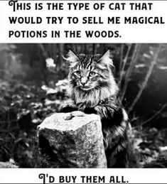 a cat sitting on top of a rock with the caption, this is the type of cat that would try to sell me magic potions in the woods