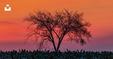 a lone tree stands in the middle of a corn field at sunset with an orange and pink sky behind it