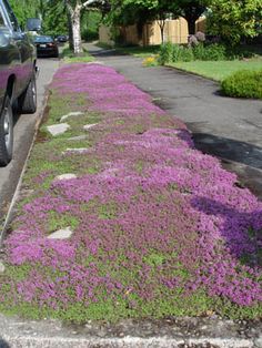 a car parked on the side of a road with purple flowers growing out of it