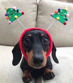 a black and brown dachshund sitting on top of a couch wearing christmas decorations