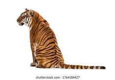 a tiger sitting on the ground looking at something