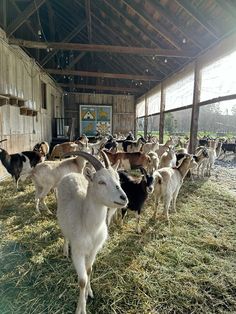 Goats On Farm, Goat Farm Aesthetic, Retired Aesthetic, Farm Gardens Country, Farm Animal Aesthetic, Goats Aesthetic, Farm Animals Aesthetic, Goat Aesthetic, Country Life Aesthetic