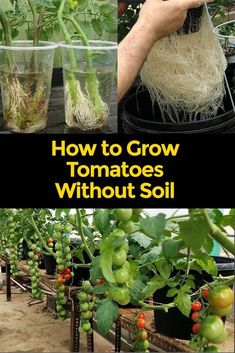 how to grow tomatoes without soil