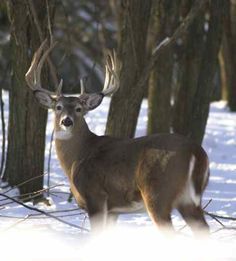 a deer standing in the snow next to some trees and bushes with text reading bag yourself a purse of bucks