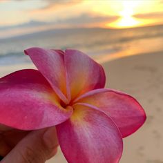 a person holding a pink flower in front of the ocean